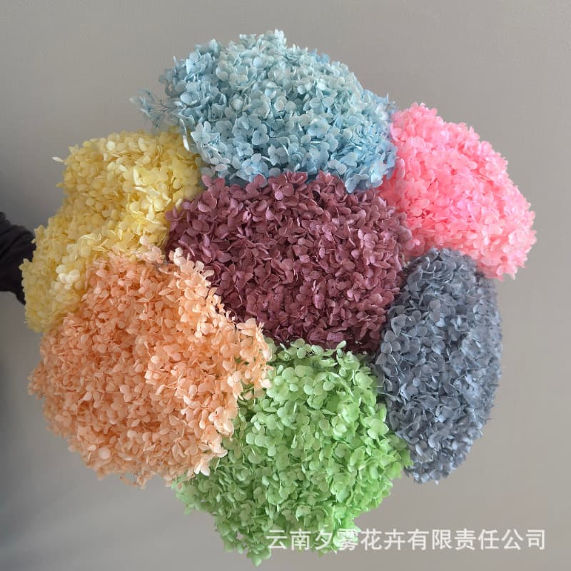 Anna Hydrangea Bleached Preserved Flower Petals Real Flower Material Wholesale Factory Dried Flower Flower Arrangement Photography Props