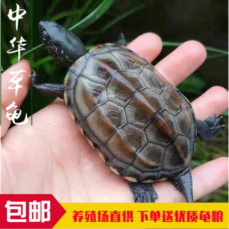 Outdoor Pond Live Turtle Chinese Pond Turtle Ornamental Pet Live Small Turtle Golden Line Turtle Hatchling Farm Wholesale