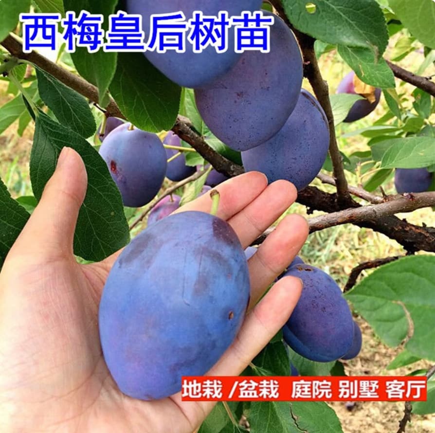 Plum Tree Seedlings Extra-Large Potted Ground Planting Bear Fruit Same Year Suitable for South and North Planting Plum Fruit Tree Seedlings with Soil