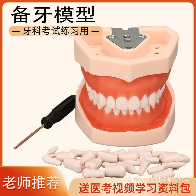 Dental preparation model with removable resin teeth for oral examination training