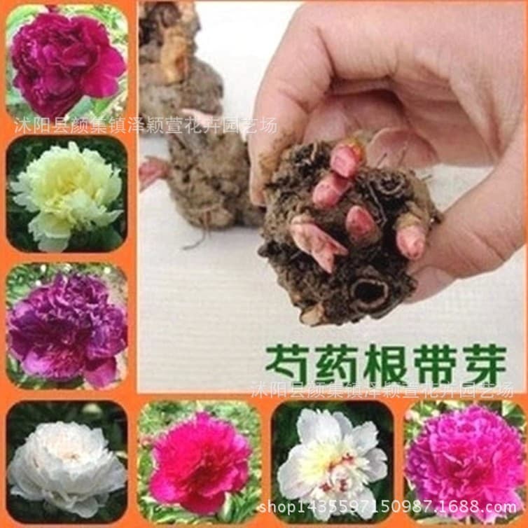 Wholesale Peony Root for Garden Potted Plants Peony Flower Bulbs Blooming Same Year Survival Guaranteed Multiple Colors Available