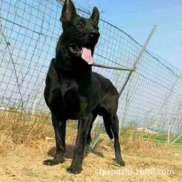 Wholesale Large Black Wolf Dog Explosion-Proof Dog Guard Dog Working Dog Purebred Puppy Live Dog Pet Black Wolf Dog
