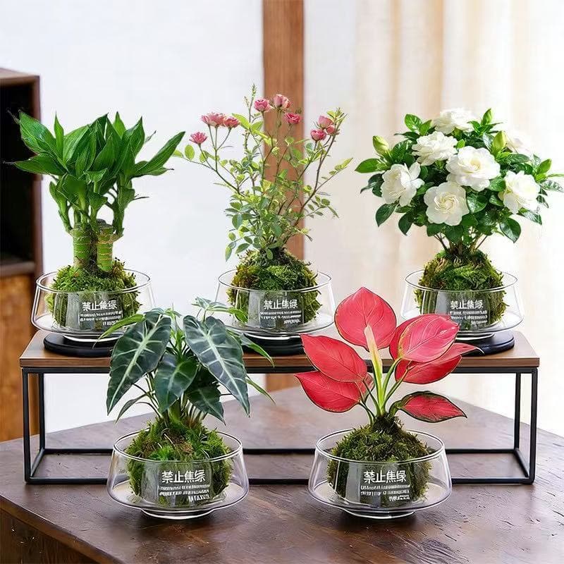 Moss Ball Hydroponic Desktop Potted Plant, Indoor Easy-Care Green Plant, Air Purifying Office Coffee Table Ornament Moss Plant