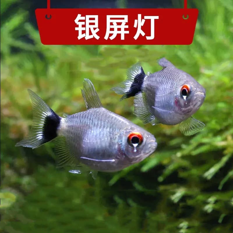 Live Ball Light Fish, Silver Screen Ball Light, Head and Tail Light, Schooling Tropical Ornamental Fish, Small Lampfish, Shiny Schooling