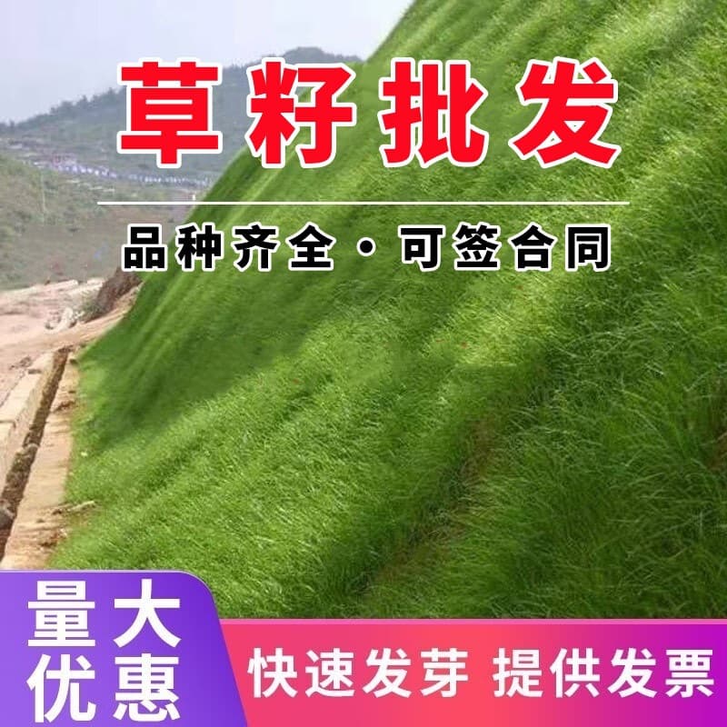 Lawn seeds, slope protection grass seeds, ryegrass, tall fescue, dwarf evergreen, Bermuda grass, carpet grass, drought-resistant foxtail grass