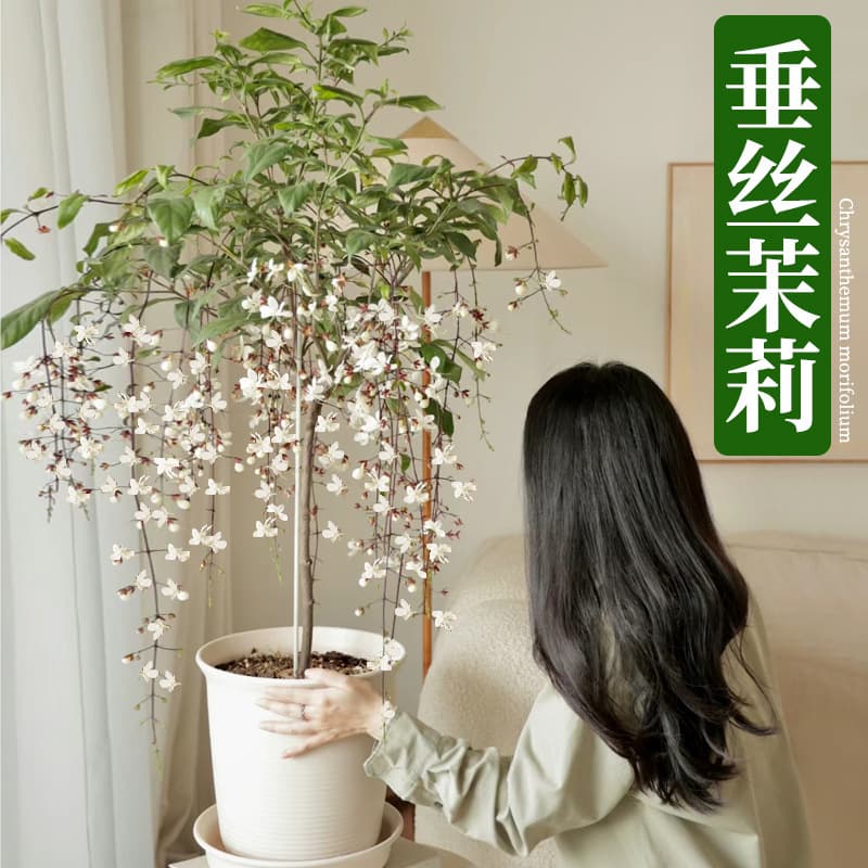 Jasmine potted plants with buds indoor balcony four-season blooming flowers Thai boutique hanging green plants large seedlings