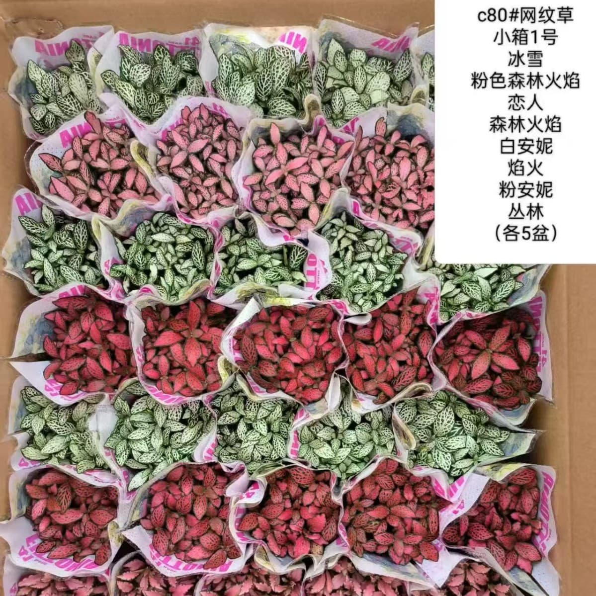 80 Miniature Fittonia Potted Plants, Red Flame White Angel Moss Miniature Landscape, DIY Plant Aquarium Landscaping, Mixed Flowers