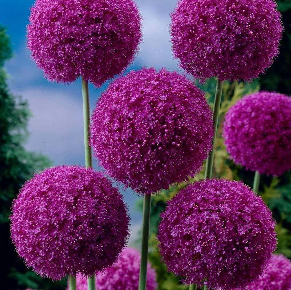 Large-flowered allium bulbs, cold-hardy potted plants, garden and ground planting, bulbous flowers and green plants for home gardening