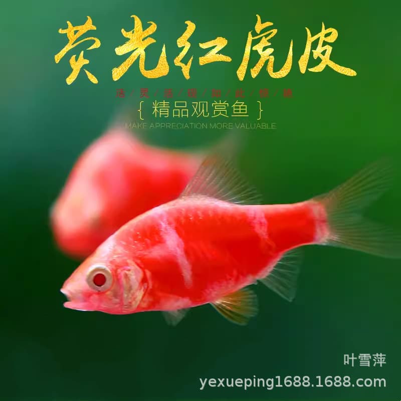 Tiger Barb Live Fish Fluorescent Blue Green Jade Tiger Barb Gold Tiger Barb Easy to Keep Loss Guaranteed Tropical Ornamental Fish Farm Wholesale