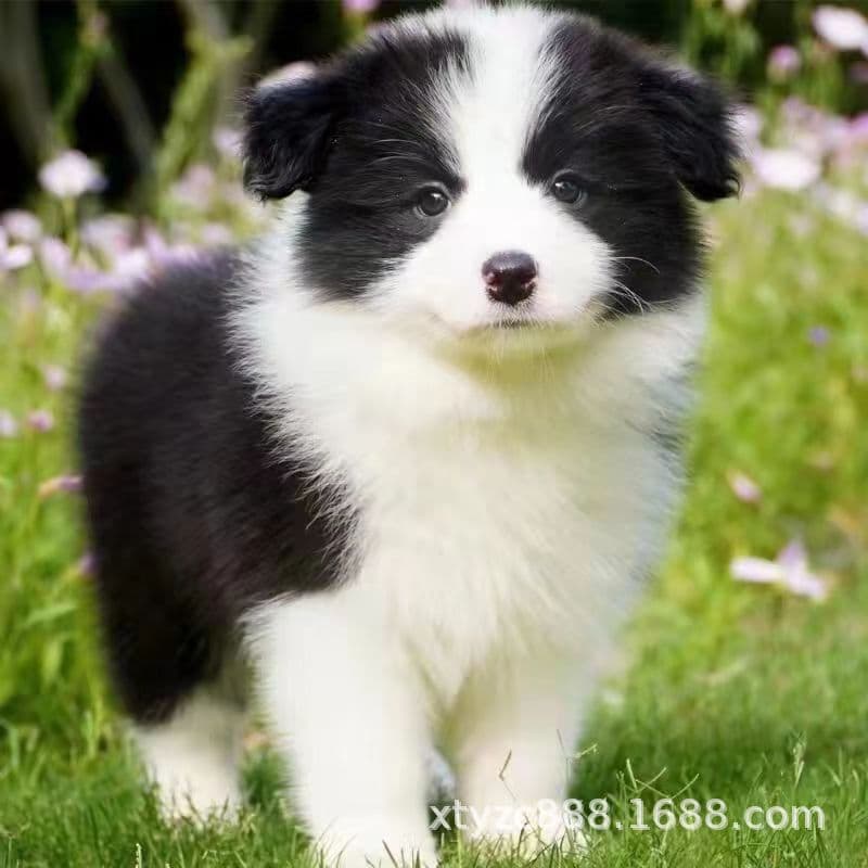 Purebred Border Collie Puppy Live Working Dog Guard Dog Dual Bloodline Shepherd Pet Dog Wholesale