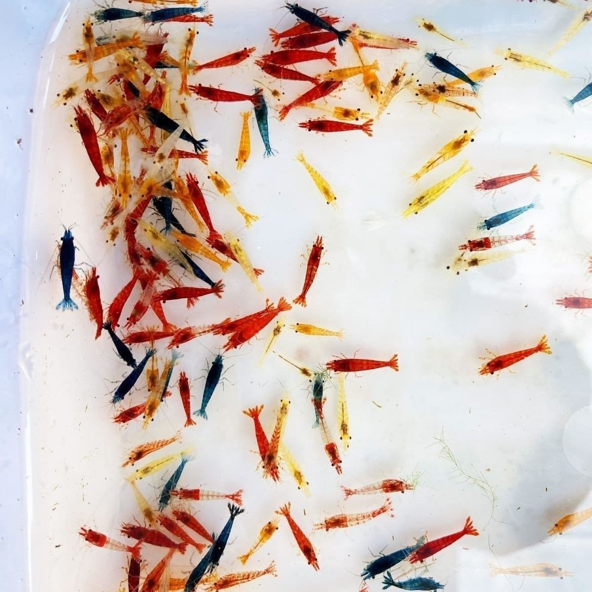 Ornamental Fire Shrimp Hardy Free Shipping Cleaner Algae Eater Shrimp Freshwater Set Sakura Shrimp Small Shrimp Tool Yellow Rice Pet