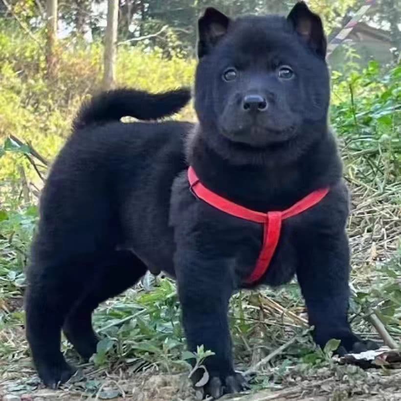 Purebred Five Black Dog Puppy Black Dog Tiger Head Mountain Dog Chinese Native Dog Pure Black No Mixed Color Watchdog Native Dog