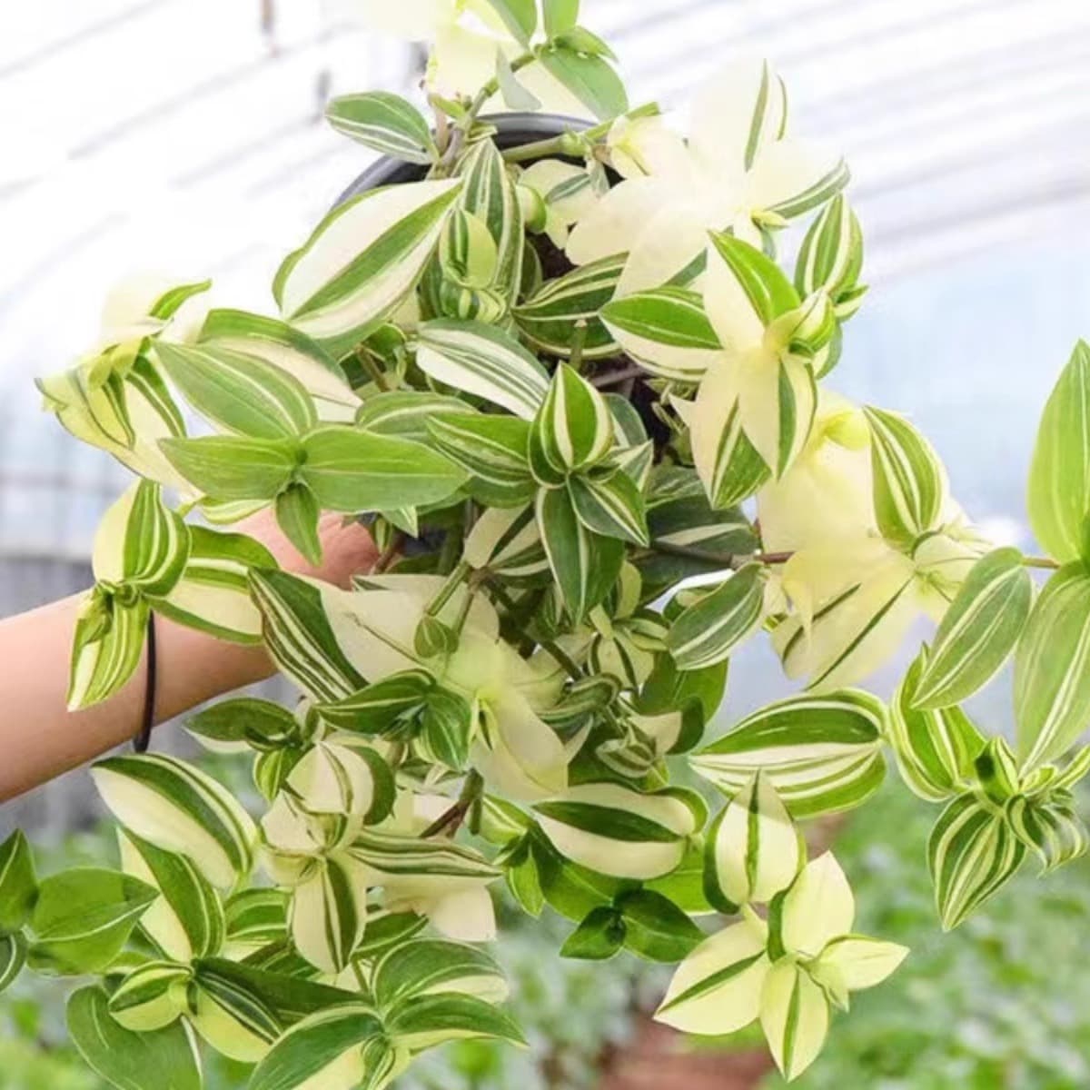 Green White Jade Hanging Potted Plant Duck Tongue Hanging Plant Absorb Formaldehyde Indoor Green Plant Potted Flower Drought Tolerant Easy to Grow