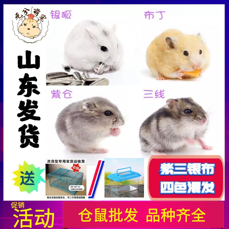 2026 Wholesale Hamsters: Purple Hamster, Three-lined Silver Fox Hamster, Pudding Hamster, Pearl Bear Hamster, Live Pet Hamster, Milk Tea Hamster, Older Widow Hamster, Baby Hamster