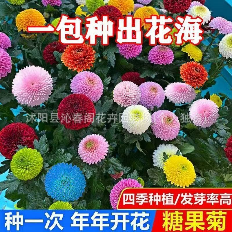 Candy Daisy Seeds, Year-Round Blooming, Pompom Chrysanthemum, Seven-Color Pompom Chrysanthemum, Flower Garden Courtyard Seeds for Outdoor Planting