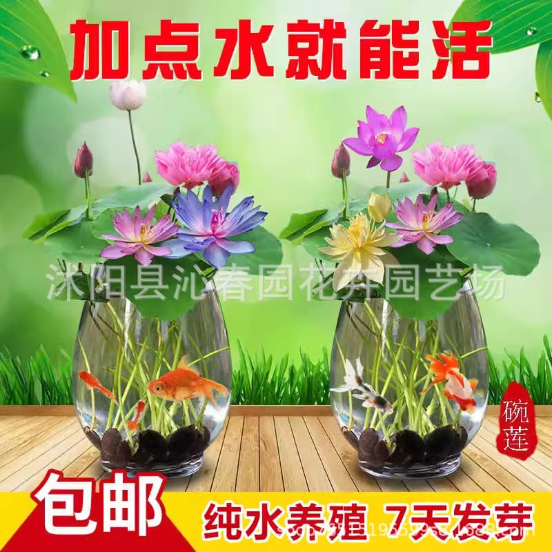 Wholesale Lotus Seed Pods Bowl Lotus Seeds Water Lily Hydroponic Soil-Free Planting Summer Street Vendor Bulk Discount