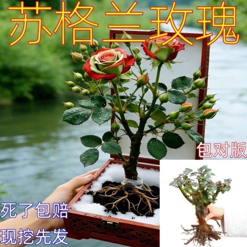 WW [2 for 5.9/5 for 9.9] Scottish red and green roses are easy to grow as potted flowers grown on old piles.