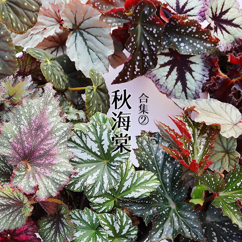 Bianxi Begonia Begonia Office Desktop Internet Celebrity Green Plants Potted Flowers Plants Wholesale Dropshipping