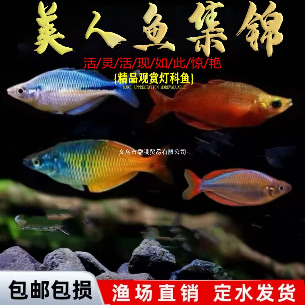Electric Light Mermaid, Stone Beauty, Congo Beauty, Blue Beauty, Electric Light Ball, Tropical Ornamental Fish, Tank Cycling Fish, Live Tropical Fish