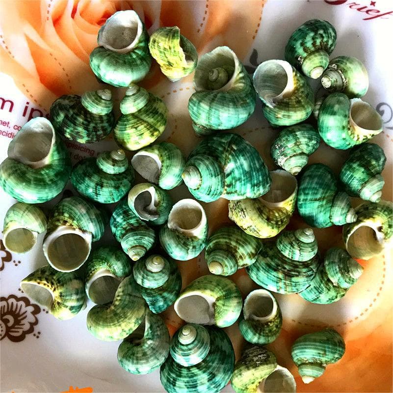 Natural Small Green Turban Snail Specimen Hermit Crab Replacement Shell Spiral Shell Wholesale Fish Tank Landscape Decor Handmade DIY