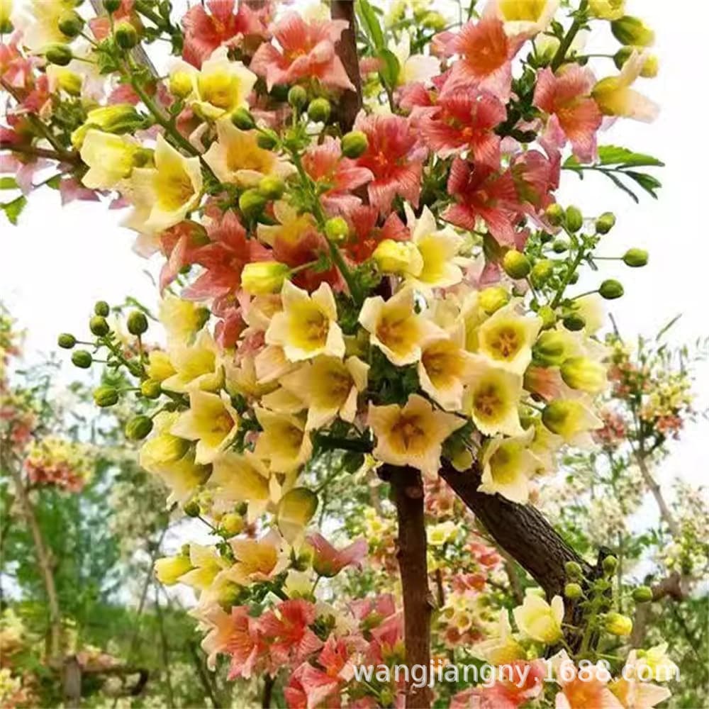 Wenguan saplings, Zhuangyuanhua big tree, Wenguan flower tree, Wenguan safflower saplings, survival and high adaptability Wenguan fruit saplings
