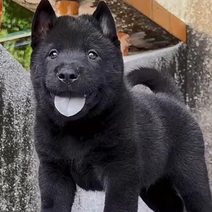 Live Pet Dog Purebred Five Black Dog Chinese Rural Dog Guangxi Earth Hunting Dog Guard Dog Wholesale