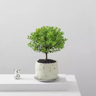 Small-leaf Red Nanmu Desktop Flower Green Plant Potted Indoor Desktop Living Room Old Stump Green Plant Purify Air Plant Bonsai