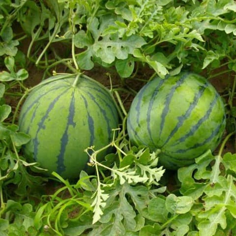 Vegetables, fruits and seeds Black Beauty Watermelon, seedless watermelon, sweet and sowing for all seasons, 20 capsules