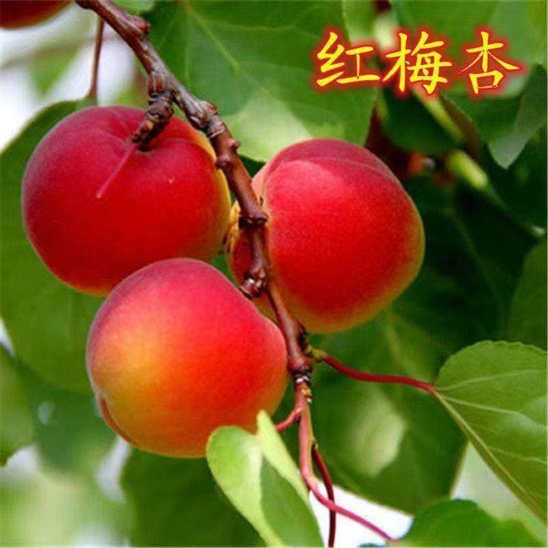Red Plum Apricot Seedling Grafted Sweet Apricot Tree Seedlings Suitable for North and South Planting, Bear Fruit Same Year