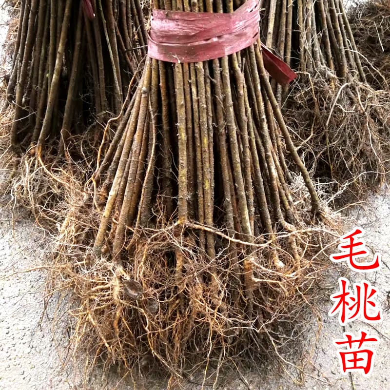 Peach seedlings, wild peach saplings, peach seedlings, rootstock seedlings, requisition grafting, land compensation seedlings