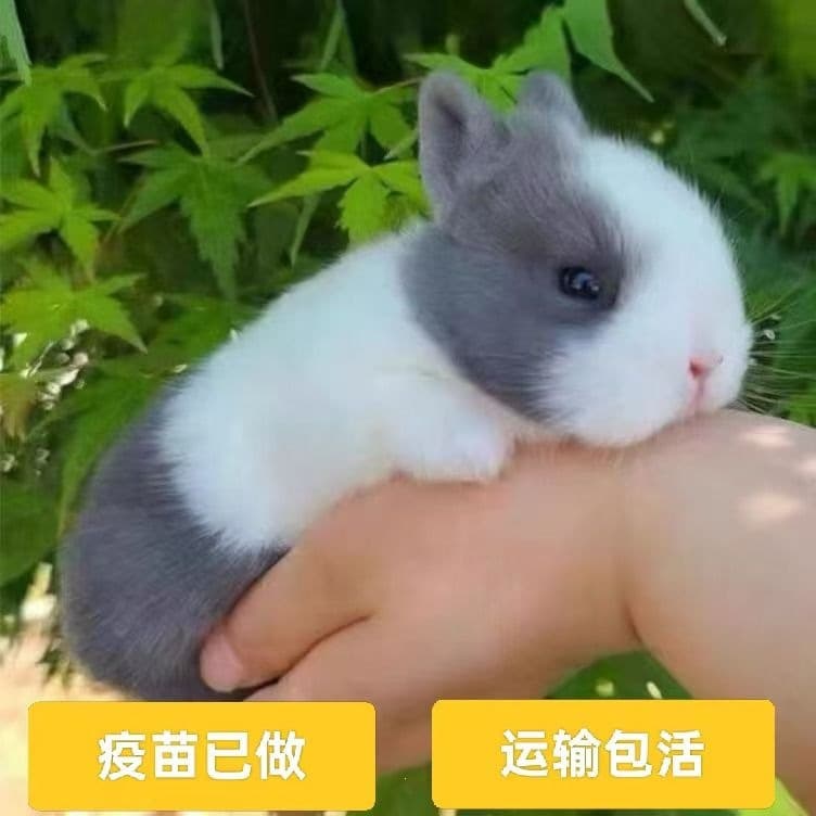 Lop-eared Rabbit, Dwarf Rabbit, Mini Rabbit, Rabbit Princess, Small Dutch Pet Rabbit, Live Pet, Little White Rabbit