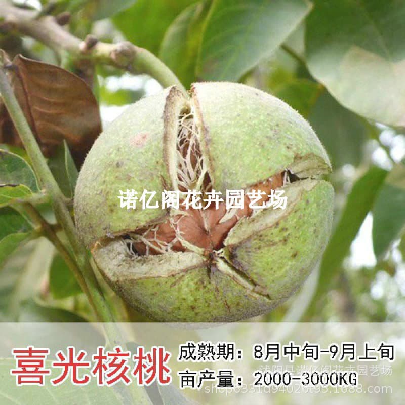 Grafted Walnut Seedlings Thin-Skin Potted or Ground Planting Bear Fruit Same Year Suitable for South and North Garden Fruit Tree Seedlings