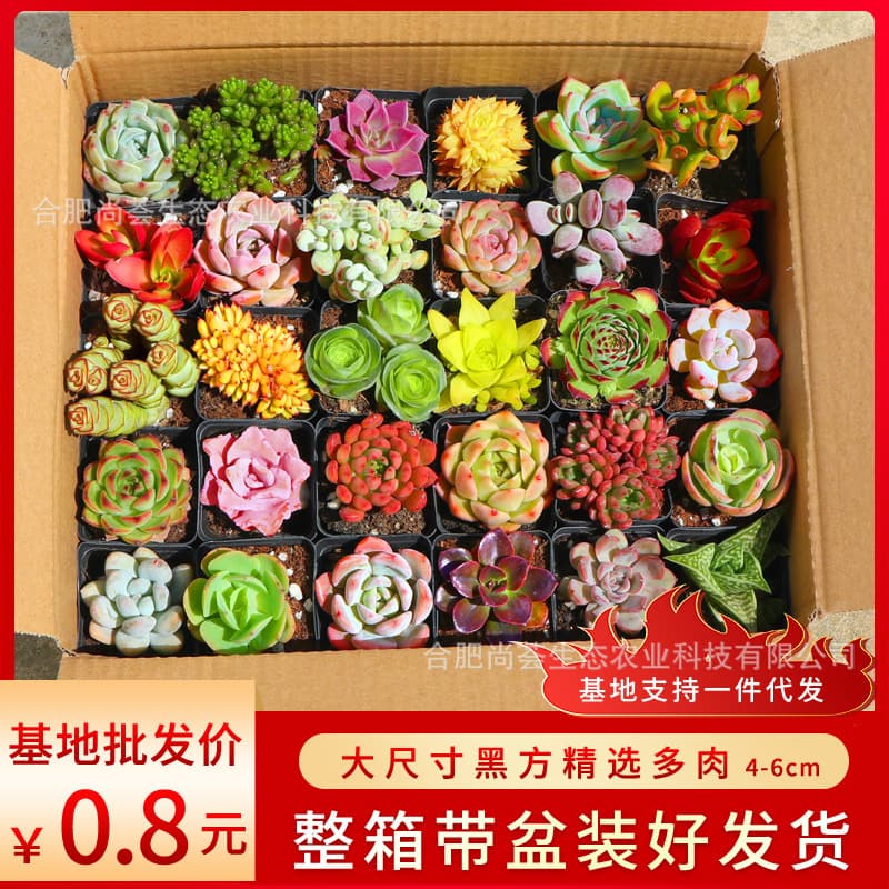 Wholesale succulent plants, potted succulents, wholesale succulent plant sets for balconies, large succulents.