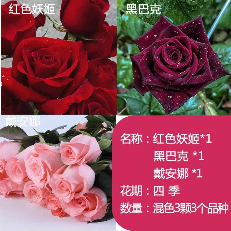 Rose seedlings, Kunming, Yunnan, old piles, red roses, old roots, white pink rose seedlings, blooming flowers in all seasons