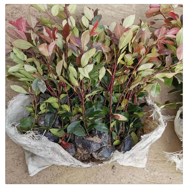 Wholesale Greening Seedlings, Red Tip Photinia Seedlings for Courtyard Planting, Cold-Tolerant and Shade-Tolerant, Evergreen Colorful Greening Seedlings