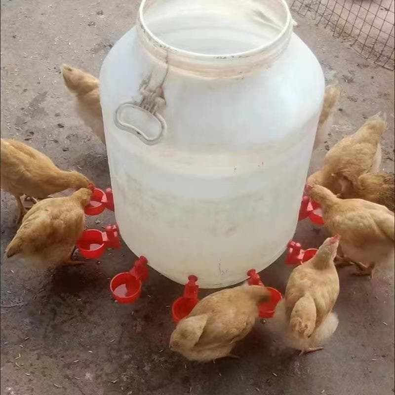 Chicken, Duck, and Pigeon Water Bowls, Chicken Feeding Water Bucket, Quail Waterer, Automatic Water Feeder, Automatic Chicken Waterer