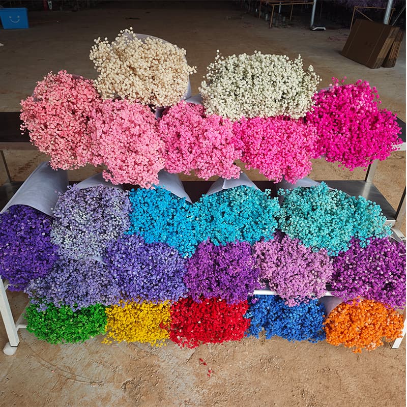 Yunnan Wholesale of Extra Large Preserved Baby's Breath - Ready-to-Ship Dried Flower Bouquets for Gifts and Decor from Source Factory DIY