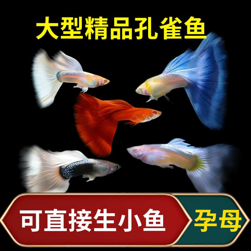 Guppies, anchovies, fry, ornamental fish, small tropical fish, live fish, fresh water, easy to maintain and durable, zebrafish tank, small fish