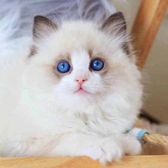 Ragdoll, Exotic Shorthair, British Blue, American Shorthair, Chinchilla cat bags. All purebred, home-bred, healthy, free shipping.