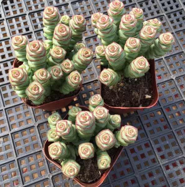 String of Coins succulent plant, multi-headed string of coins, desktop green plant, peony string of coins