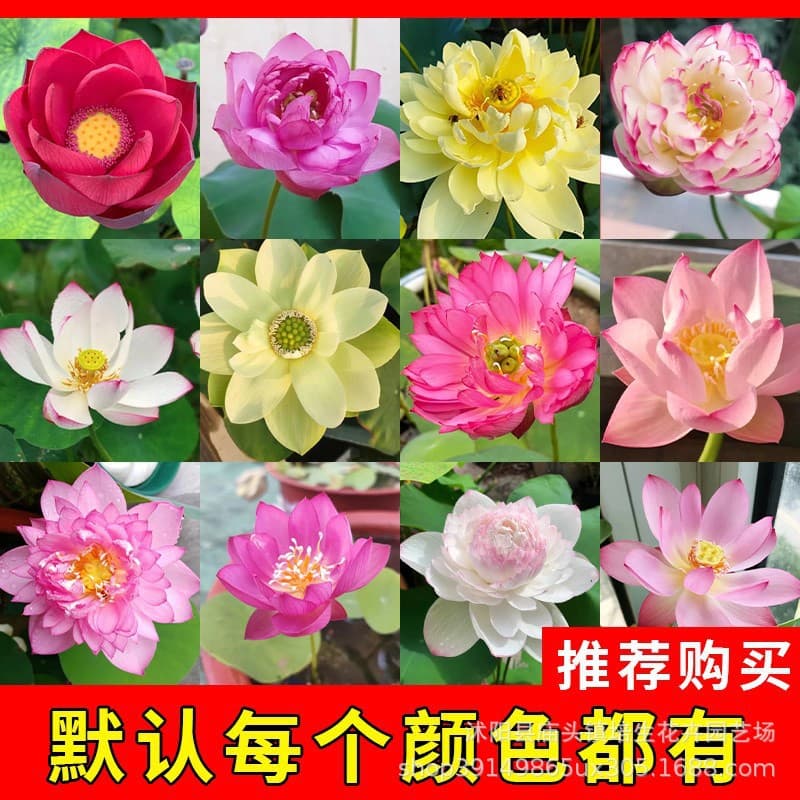 Bowl Lotus Seeds for Indoor Water Planting, Aquatic Flower, Perennial Bloom