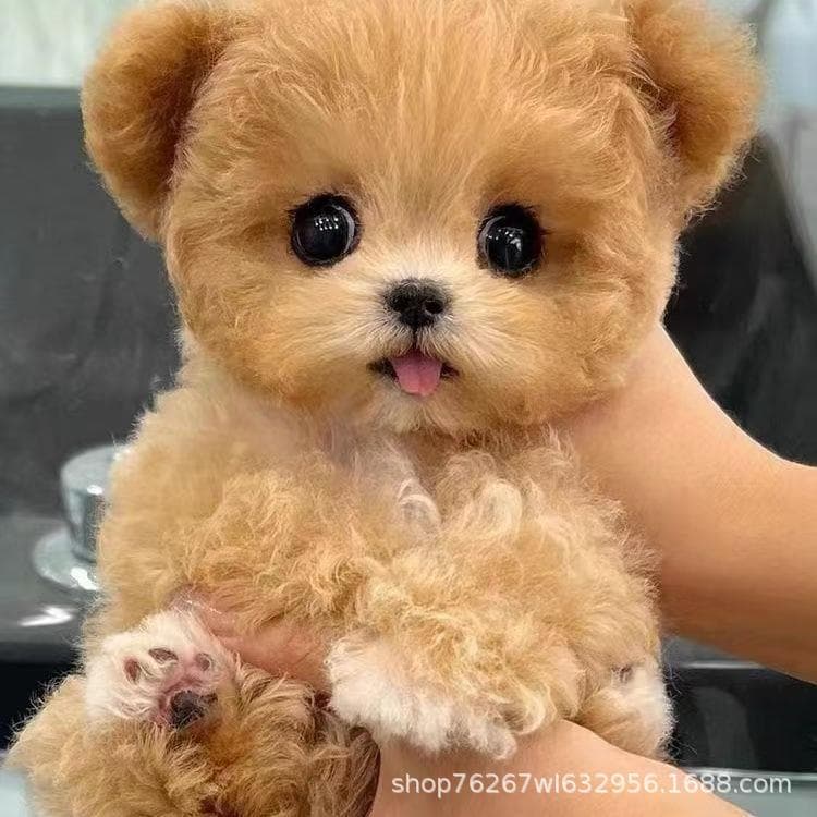 Purebred Poodle Puppy Live Dog Small Teddy Dog Teacup Dog Teddy Bear Pet Dog Toy Dog