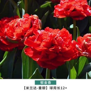 Double-Petal Tulip Bulbs Flower Bulbs Imported from Holland Hydroponic Tulip 5-Degree Bulbs Cold-Resistant Indoor and Outdoor Potted Plants