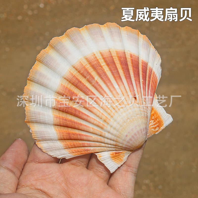 Natural Conch Shell for DIY Painting, Hawaii White Scallop Shell Wall Decoration for Export