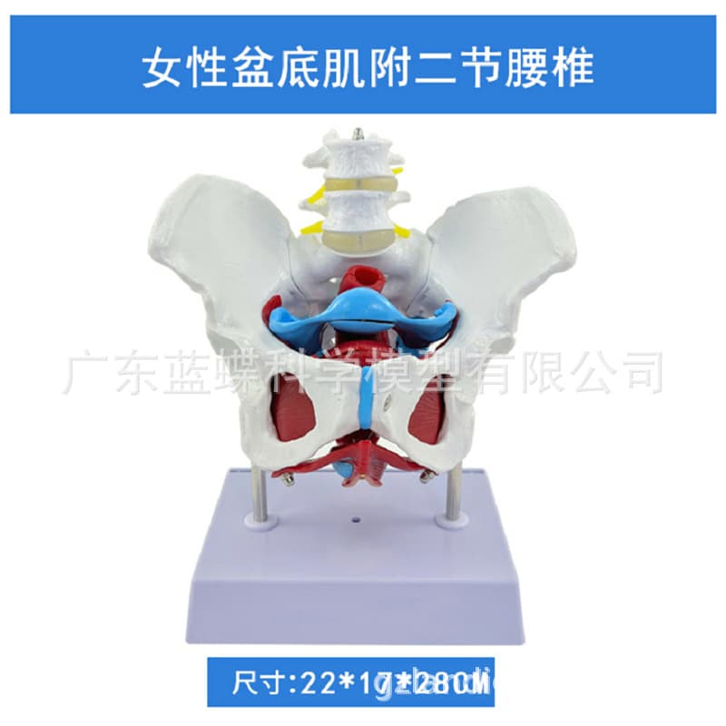 Female Pelvis and Pelvic Floor Muscle Model, Uterus Model, Pelvis Model, Childbirth Teaching Model, Midwifery Model