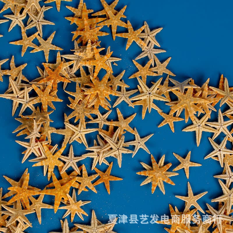 Natural Starfish Sea Snail Shell Mini Flat Starfish Handmade DIY Texture Painting Frame Resin Casting Materials Photography