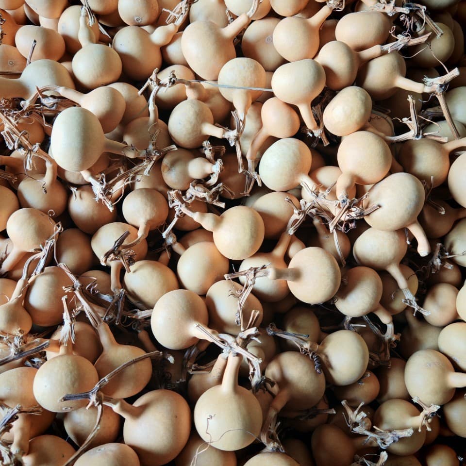 Wholesale small single-stemmed garlic gourds, exclusive gourd, garlic gourd, direct from the source, 3-4.5 cm deep garlic gourds.