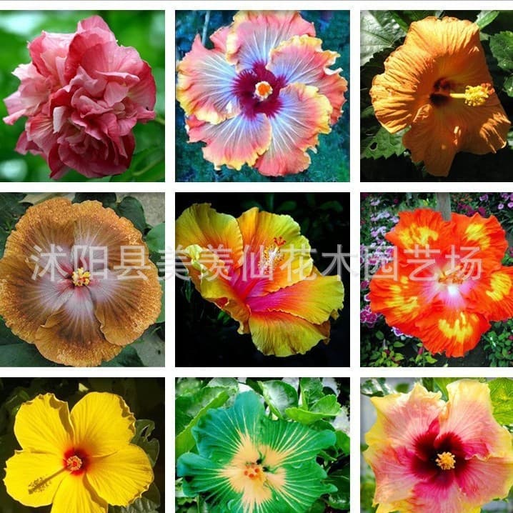 Wholesale Hibiscus Seeds Beautiful Japanese Hibiscus Large Double Petal Flowers for Garden Balcony Hibiscus Coral Flower