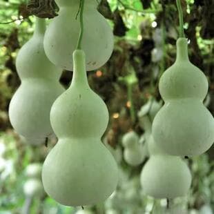 Bottle Gourd Seeds Treasure Gourd Large Seeds Playful Gourd Vegetable Gourd Seeds Ornamental Edible Giant Gourd Seeds