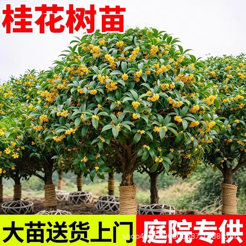 Osmanthus Tree Sapling for Garden Planting - Four Seasons Osmanthus, Golden Osmanthus, Red Osmanthus - Suitable for North and South Outdoor Cultivation - Strong Fragrance Greenery Plant